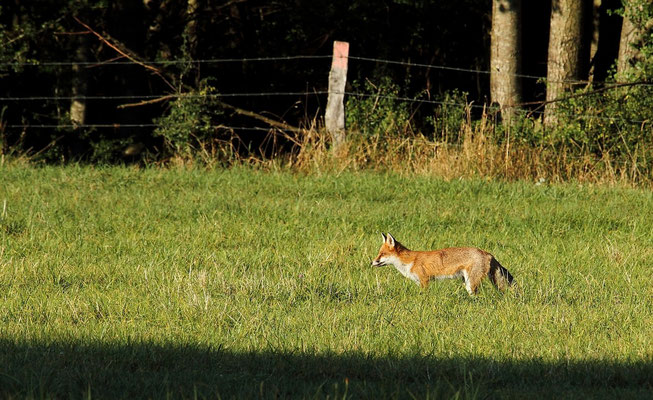 Le 15/09/2012  Renard au mulotage (Vosges 88)