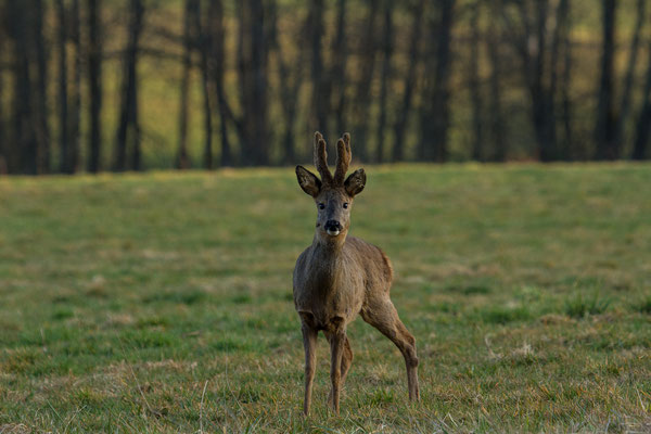 Le 18/03/2015  Chevreuil  (Vosges 88)