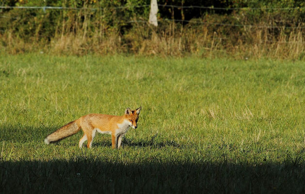 Le 15/09/2012  Renard au mulotage (Vosges 88)