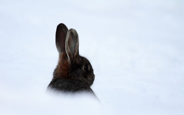 Le 10/02/2013   Lapins à Dogneville  ( Vosges )