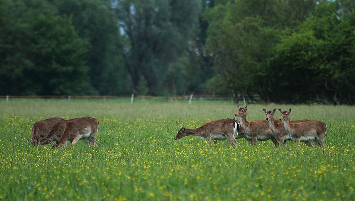 Le 05/05/2012  Daims en Alsace ( 68  haut Rhin )