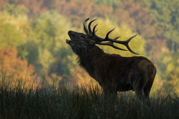 Le 24/09/2016  Cerf  (Parc de Saint Croix Moselle)