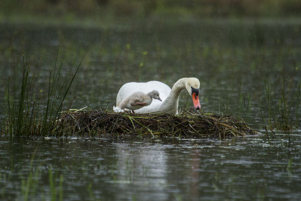 Le 11/05/2021  Cygne tuberculé Bouzey  (Vosges)