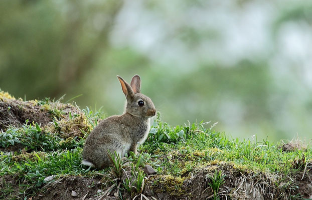 Le 11/05/2012   Lapins à Dogneville ( Vosges 88 )