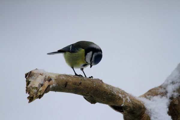 Le 19/01/2013 - Mésange bleue Epinal