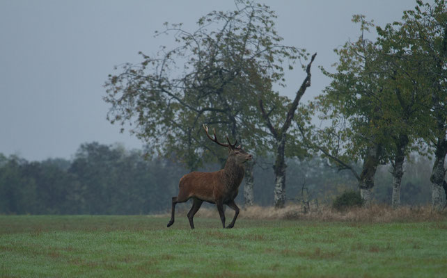 Le 10/10/2020 Cerf dans les Vosges.