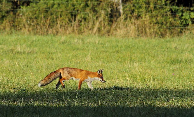 Le 15/09/2012  Renard au mulotage (Vosges 88)