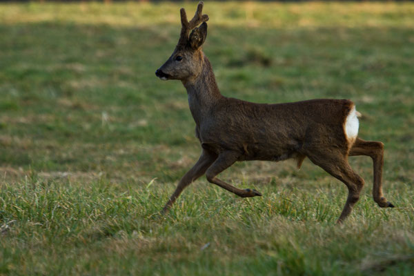 Le 18/03/2015  Chevreuil  (Vosges 88)