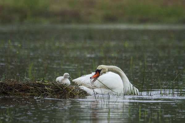 Le 11/05/2021  Cygne tuberculé Bouzey  (Vosges)