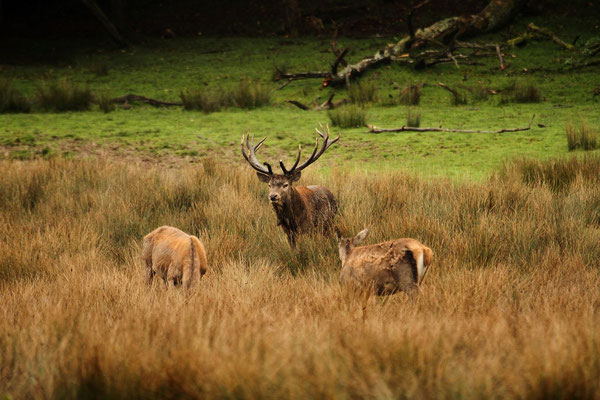 Le 05/10/2013  Cerf et biches  (Parc de Saint Croix Moselle)