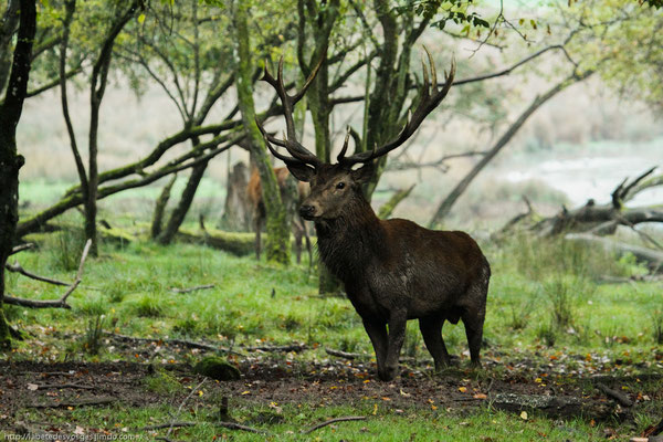 Le 05/10/2013   Cerf en bordure d'un bois.  (Parc de Saint Croix Moselle)