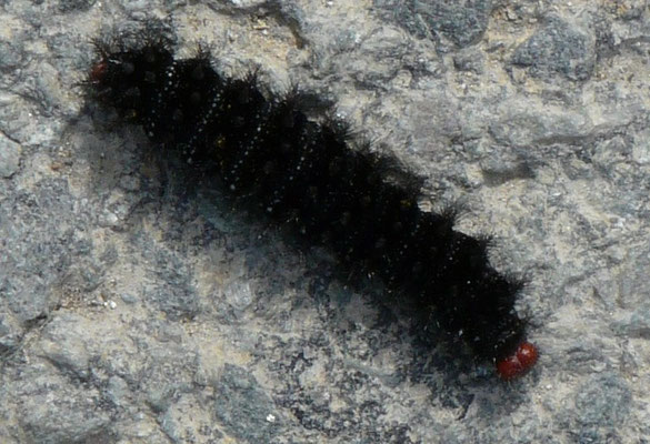 Chenille de la Mélitée du plantain [Melitaea cinxia] - Wikipedia