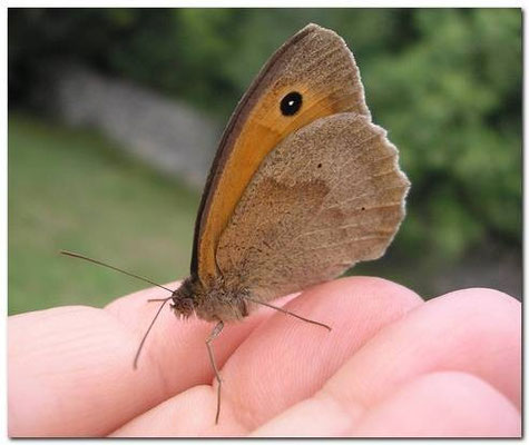 myrtil [Maniola jurtina] photo©A-M Uyttenbroeck