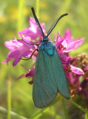turquoise [adscita statices] photo2014©Luc Uyttenbroeck