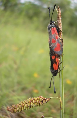 zygènes de la filipendule [Zygaena filipendulae] photo©A-M Uyttenbroeck