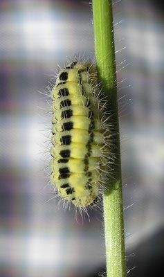 zygènes de la filipendule [Zygaena filipendulae] photo©A-M Uyttenbroeck