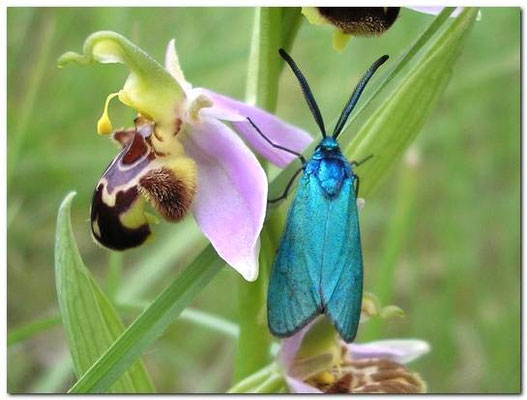 turquoise posée sur un orphrys apifera [adscita statices] photo©A-M Uyttenbroeck