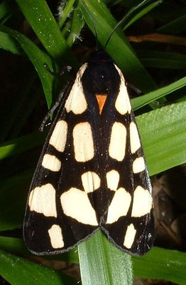 L'Ecaille villageoise ou fermière (arctia villica) photo ©Luc Uyttenbreock
