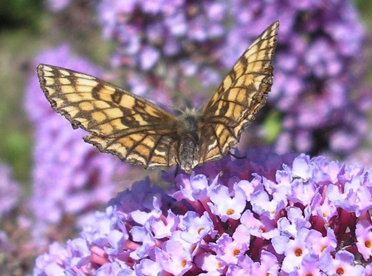Mélitée du plantain [Melitaea cinxia] photo©A-M Uyttenbroeck