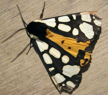 L'Ecaille villageoise ou fermière (arctia villica) photo ©A-M Uyttenbreock