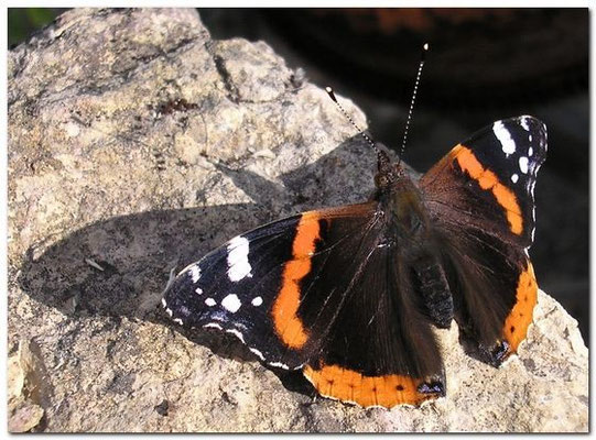 vulcain [Vanessa atalanta] photo©A-M Uyttenbroeck