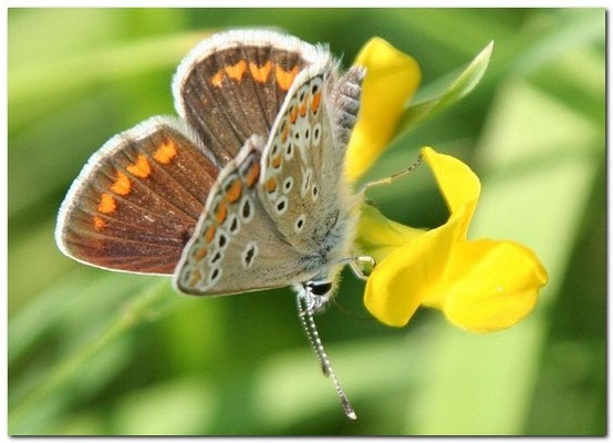 argus brun [Aricia agestis] Photo 2007 Rosenzweig (Wikipedia)