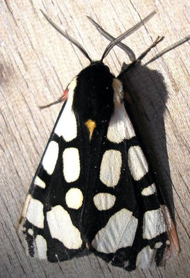 L'Ecaille villageoise ou fermière (arctia villica) photo ©A-M Uyttenbreock
