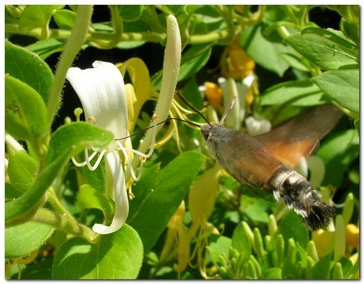 Moro-sphinx [Macroglossum stellatarum] photo©Armand DAVID