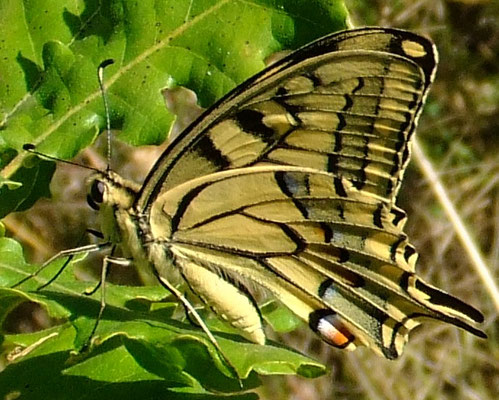 Le Machaon ou Grand Porte-Queue  (Papilio machaon) Crédits photo Luc Uyttenbroeck