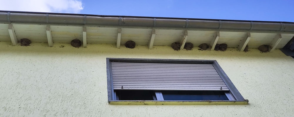 Mehlschwalbennester am Haus der Familie Wiesche