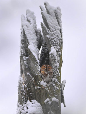 Waldkauz - Foto Olaf Liesche