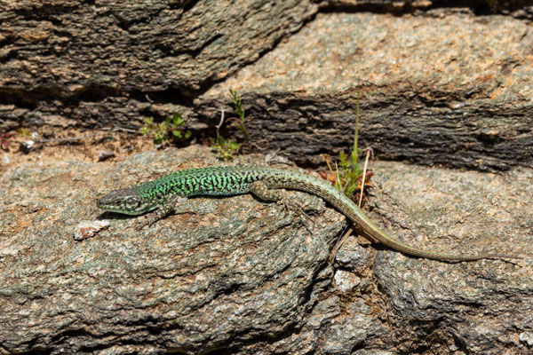 Mauereidechsen-Unterart in Griechenland (Podarcis erhardii ssp. mykonensis) - Klaus Liebel