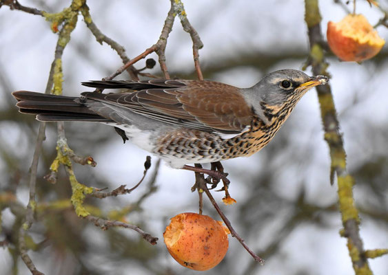 Wacholderdrossel (Turdus pilaris)