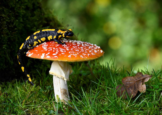 Feuersalamander auf Fliegenpilz - Foto Olaf Liesche