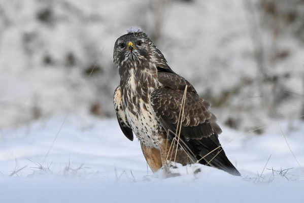Bussard; Holland - Foto Olaf Liesche