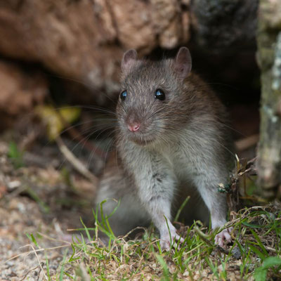 Ratte - Foto Norbert Kilimann