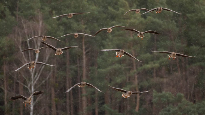 Saatgänse - Foto Ulrich Wienands