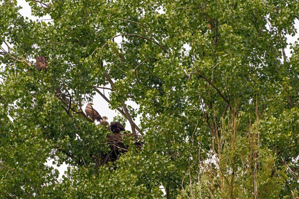 Seeadler - Wolfgang Keßler