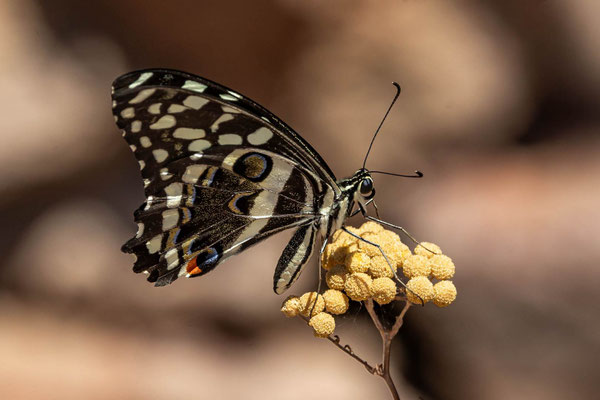Zitrus-Schwalbenschwanz (Papilio demodocus); Südafrika - Foto Regina Liebel