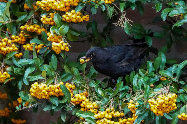 Amsel - Foto Wolfgang Keßler