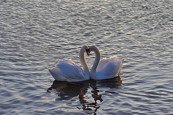 Schwanenliebe - Foto Monika Keßler