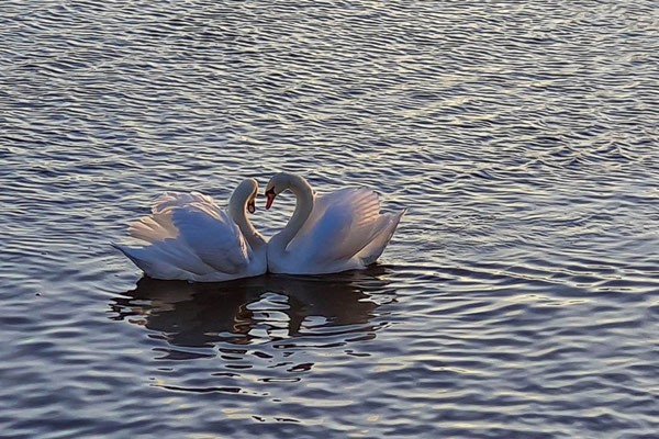 Schwanenliebe - Foto Monika Keßler