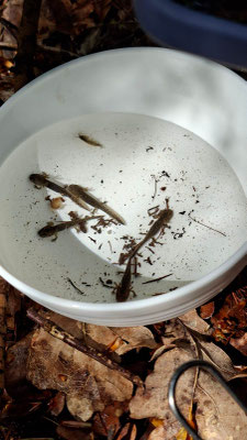 Foto Andy von Roozendaal