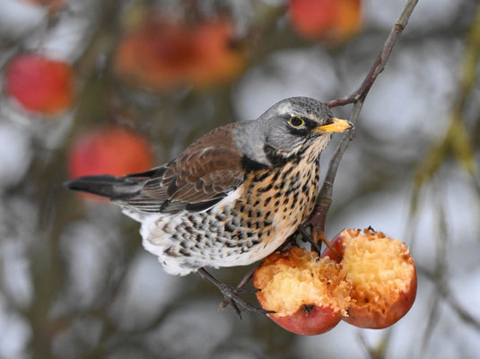 Wacholderdrossel (Turdus pilaris)