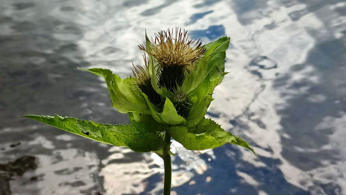 Kohldistel - Foto Frank Röwer
