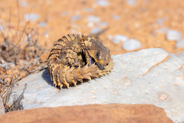 Panzergürtelschweif (Ouroborus cataphractus) - Klaus Liebel