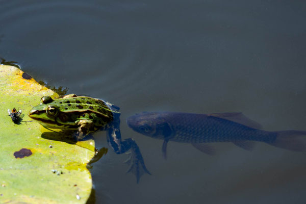 Flucht vor dem Fisch - Hannelore Müller