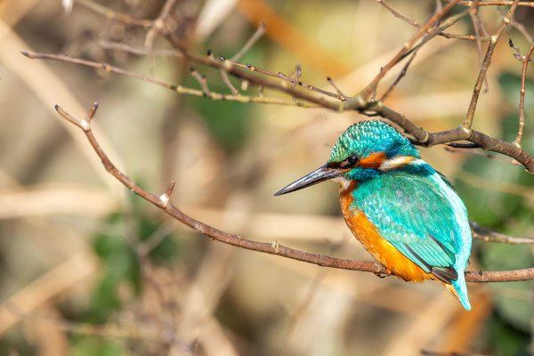 Eisvogel - Foto Klaus Liebel
