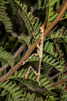 Gefleckte-Kegelkopf -Gottesanbeterin (Empusa bionata); Südafrika - Foto Klaus Liebel