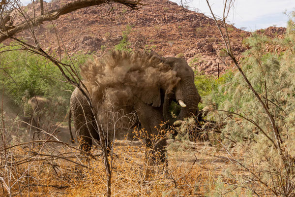 Wüstenelefant beim Staubbad (Namibia) - Regina Liebel